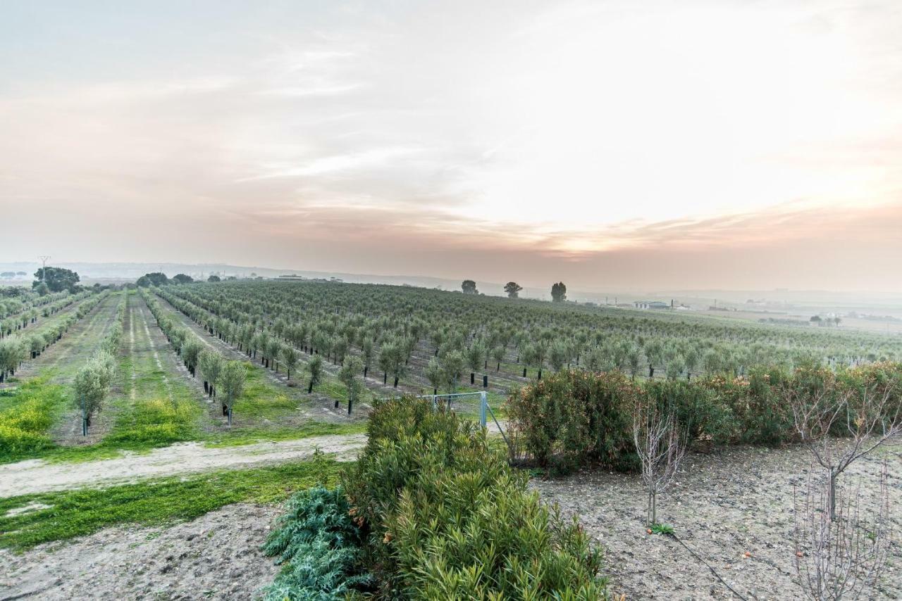 Vivienda Rural Olivar De San Telmo Arcos de la Frontera Kültér fotó
