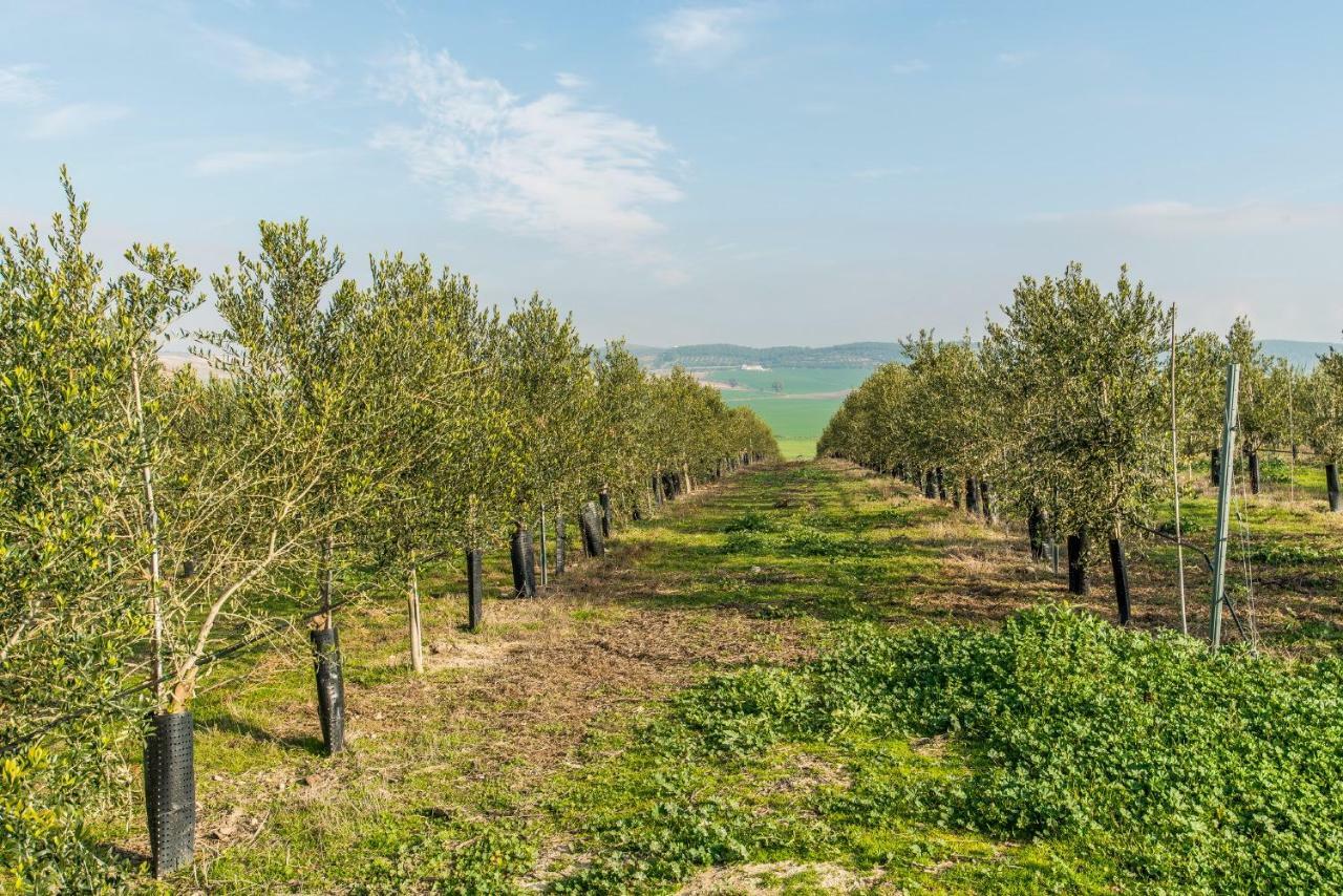 Vivienda Rural Olivar De San Telmo Arcos de la Frontera Kültér fotó
