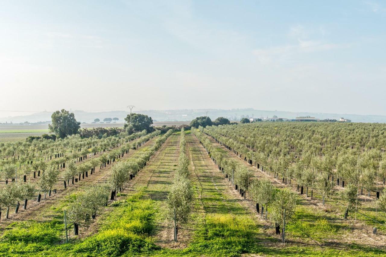 Vivienda Rural Olivar De San Telmo Arcos de la Frontera Kültér fotó